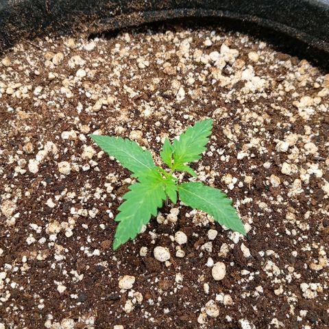 Golden Storm  growlog timeline photo