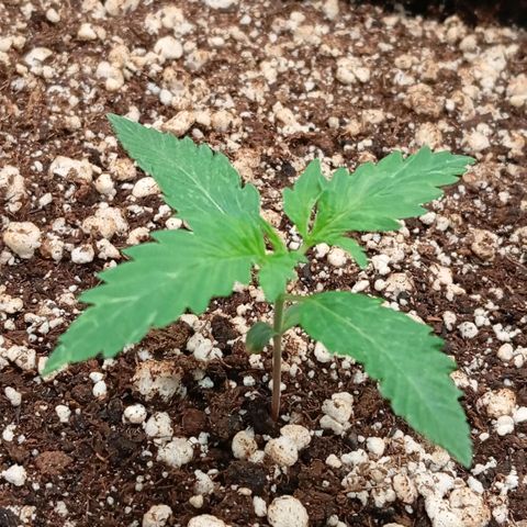 Golden Storm  growlog timeline photo