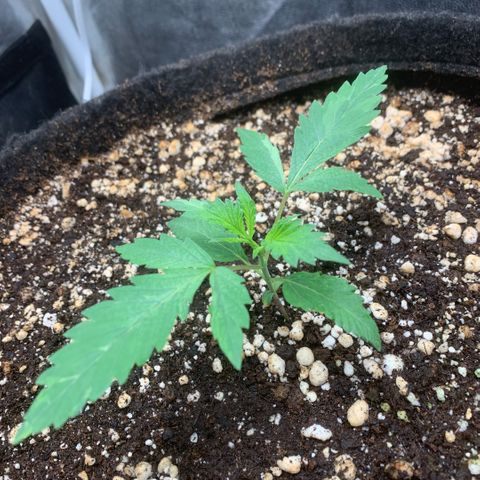 Golden Storm  growlog timeline photo