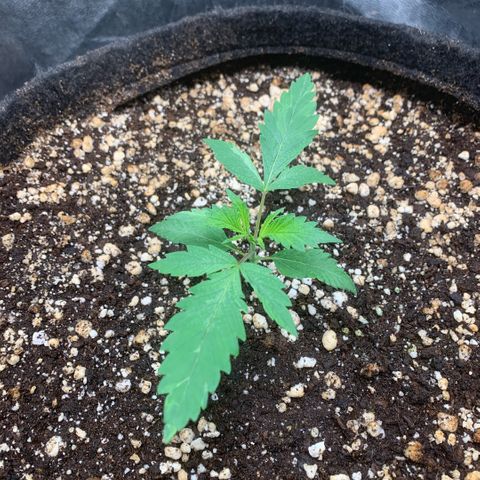 Golden Storm  growlog timeline photo