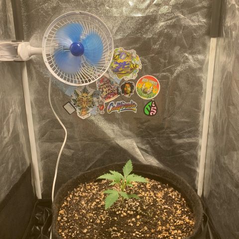 Golden Storm  growlog timeline photo