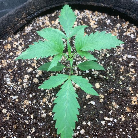 Golden Storm  growlog timeline photo