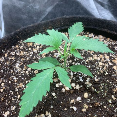 Golden Storm  growlog timeline photo