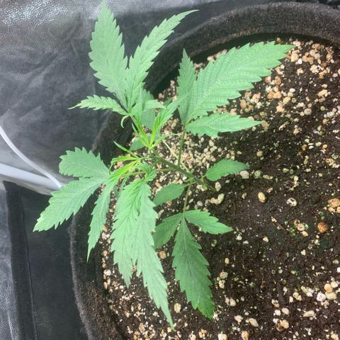 Golden Storm  growlog timeline photo
