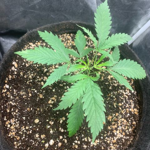 Golden Storm  growlog timeline photo