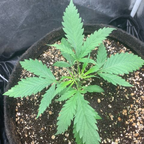 Golden Storm  growlog timeline photo