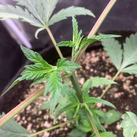 Golden Storm  growlog timeline photo