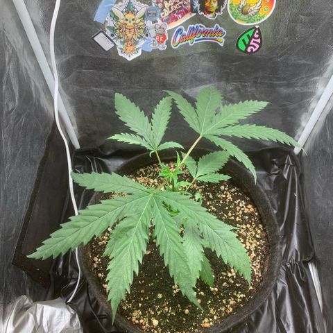 Golden Storm  growlog timeline photo