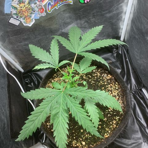 Golden Storm  growlog timeline photo