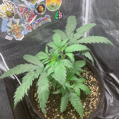 Golden Storm  growlog timeline photo