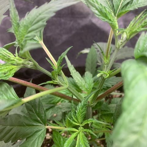 Golden Storm  growlog timeline photo