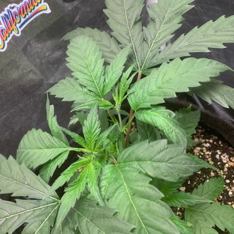 Golden Storm  growlog timeline photo
