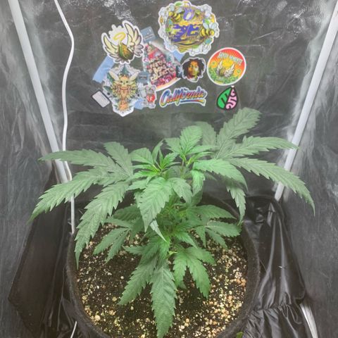 Golden Storm  growlog timeline photo