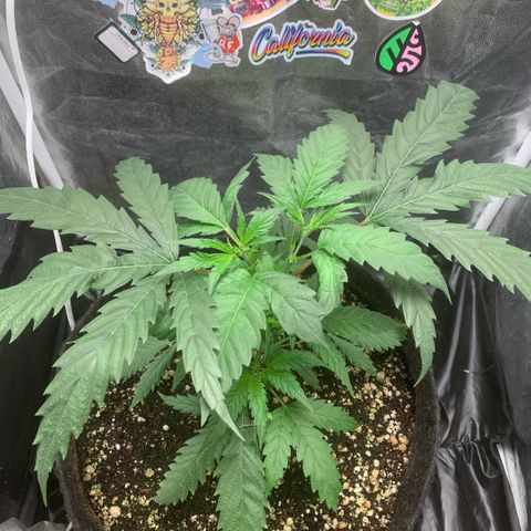 Golden Storm  growlog timeline photo