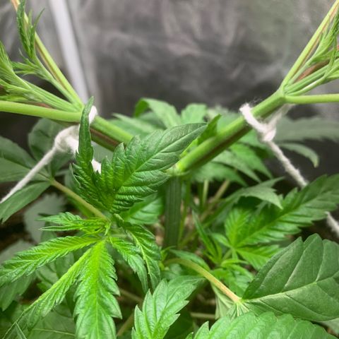 Golden Storm  growlog timeline photo