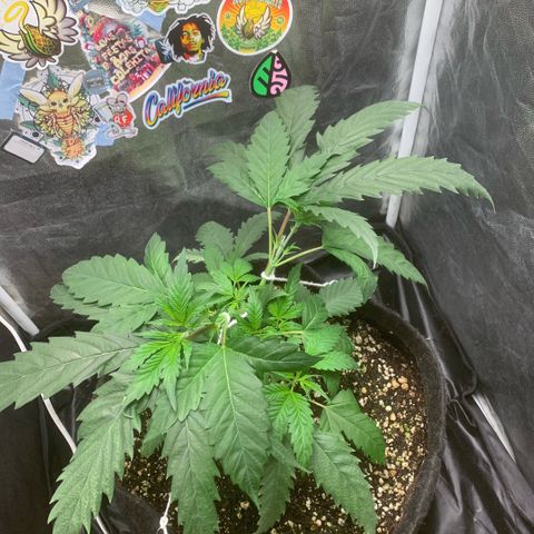Golden Storm  growlog timeline photo