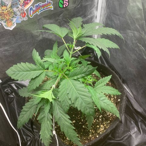Golden Storm  growlog timeline photo