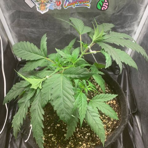 Golden Storm  growlog timeline photo