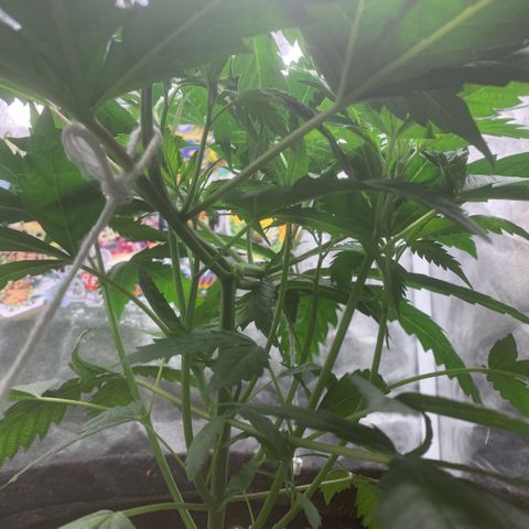 Golden Storm  growlog timeline photo