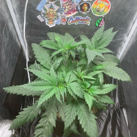 Golden Storm  growlog timeline photo