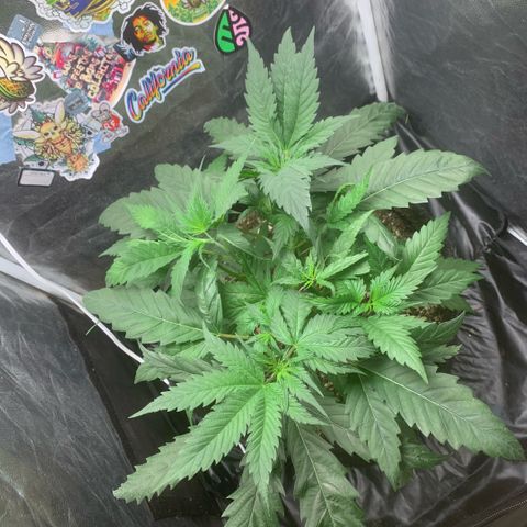 Golden Storm  growlog timeline photo