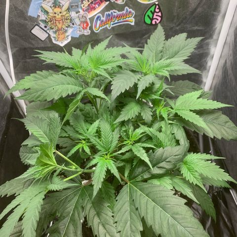 Golden Storm  growlog timeline photo