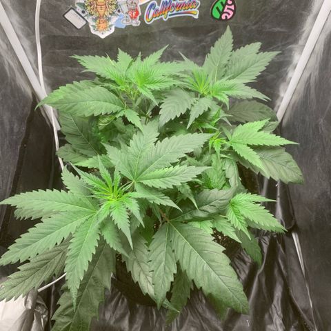 Golden Storm  growlog timeline photo