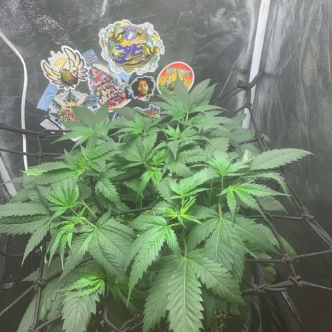 Golden Storm  growlog timeline photo