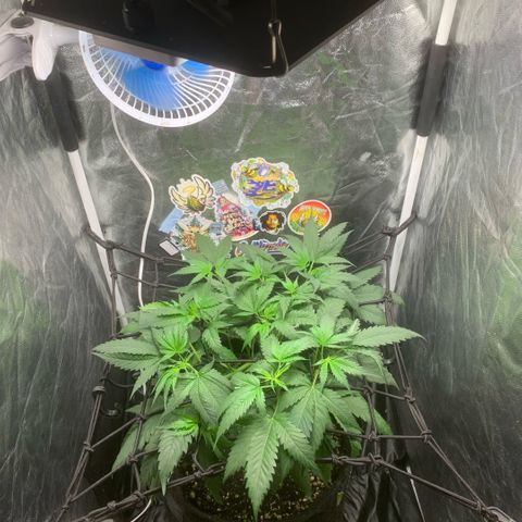Golden Storm  growlog timeline photo