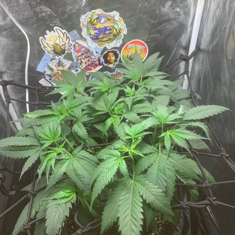 Golden Storm  growlog timeline photo