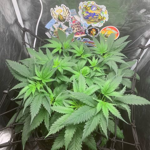 Golden Storm  growlog timeline photo
