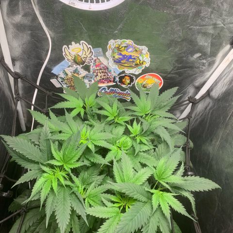 Golden Storm  growlog timeline photo