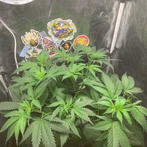 Golden Storm  growlog timeline photo