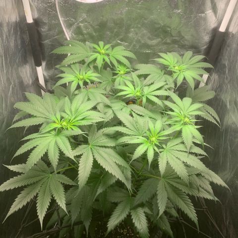 Golden Storm  growlog timeline photo