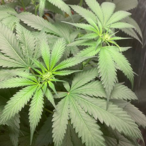 Golden Storm  growlog timeline photo
