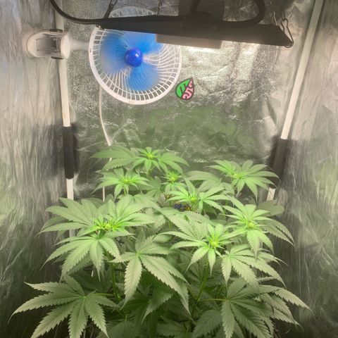 Golden Storm  growlog timeline photo