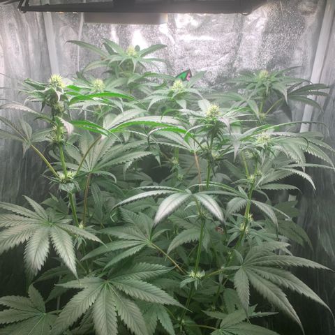 Golden Storm  growlog timeline photo