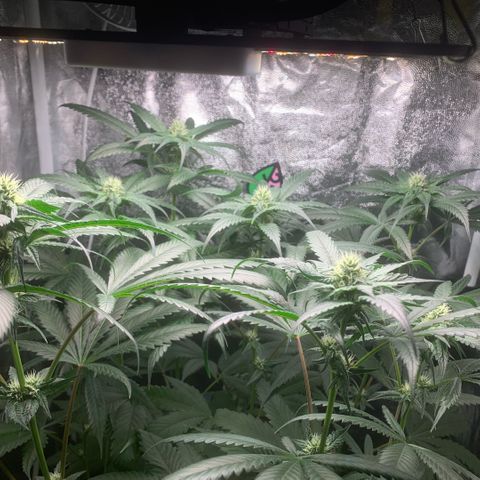 Golden Storm  growlog timeline photo