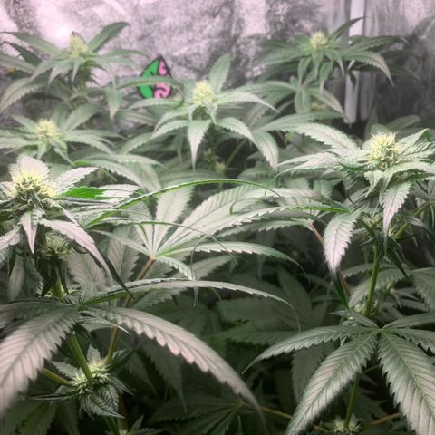 Golden Storm  growlog timeline photo