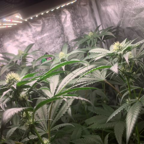 Golden Storm  growlog timeline photo