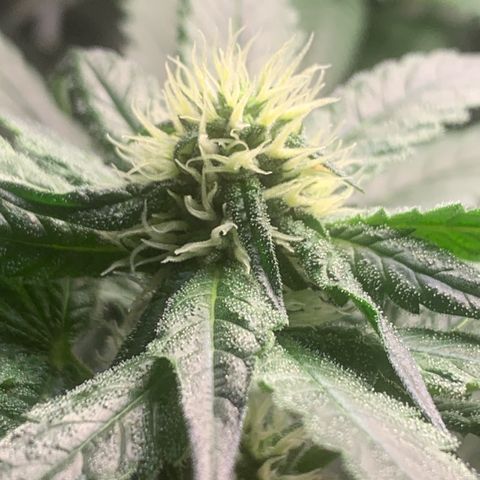 Golden Storm  growlog timeline photo