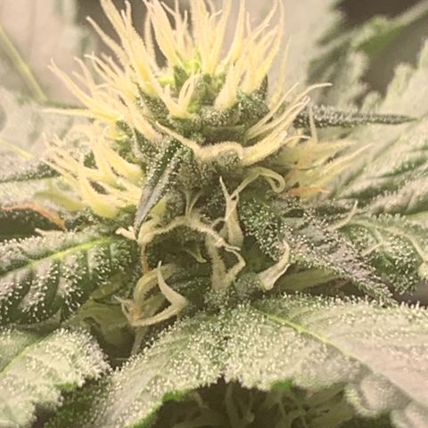Golden Storm  growlog timeline photo