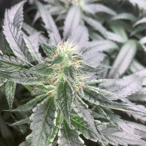 Golden Storm  growlog timeline photo