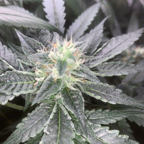 Golden Storm  growlog timeline photo