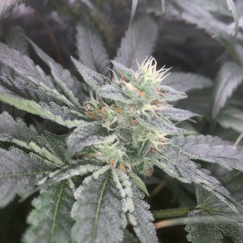 Golden Storm  growlog timeline photo