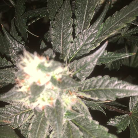 Golden Storm  growlog timeline photo