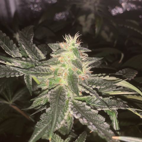 Golden Storm  growlog timeline photo