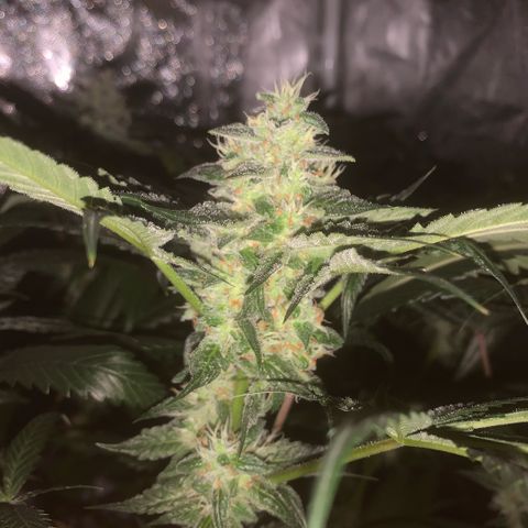 Golden Storm  growlog timeline photo