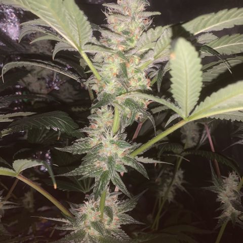 Golden Storm  growlog timeline photo