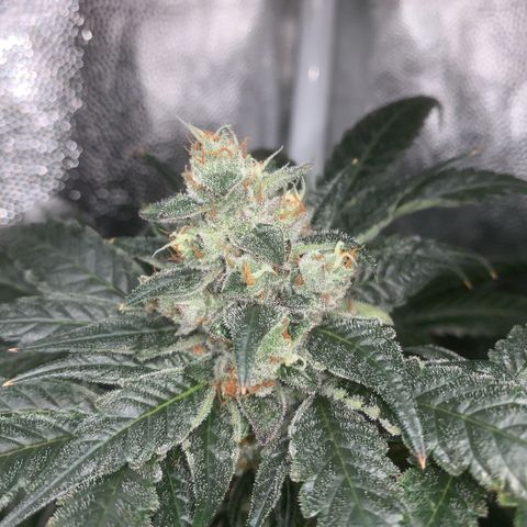 Golden Storm  growlog timeline photo